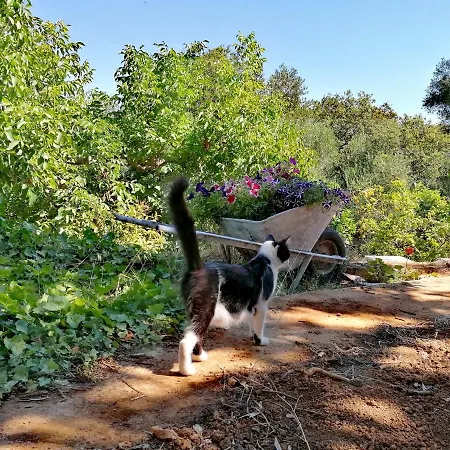 Апартаменты Alexander *